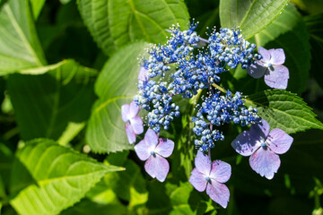 青いガクアジサイの花のクローズアップ