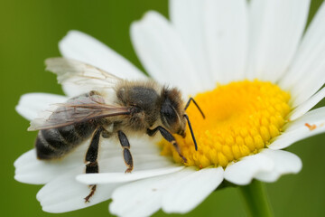 Closeup on a worker European honeybee, Apis mellifera on a white Leucanthemum flower in a meadow