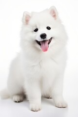 Obraz premium Adorable smiling dog portrait on white background, cute and fluffy canine moment