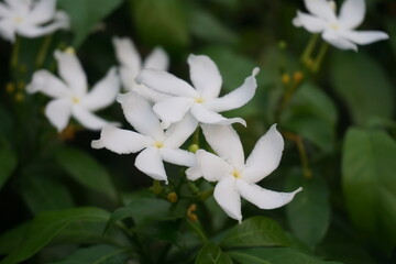 A bunch of wild pinwheel jasmine blooming in the wild, White pinwheel jasmine flowers blooming, Blooming white pinwheel jasmine on the garden