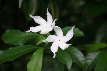A bunch of wild pinwheel jasmine blooming in the wild, White pinwheel jasmine flowers blooming, Blooming white pinwheel jasmine on the garden