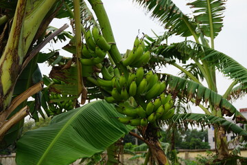 Fresh green bananas growing on the tree, Unripe banana cultivation on a rural farm, Banana harvesting in the tropical country 