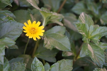 Yellow marigold daisy flower or Sphagneticola trilobata flower blooming on the garden, Merigold Singapore daisy flower blooming on the tree