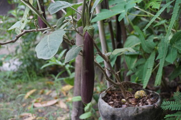 Purple eggplant growing on the tree, Purple brinjal hanging on a tree in the garden, Eggplant or brinjal hanging on a tree