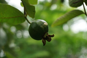 A bunch of unripe guava on tree in guava field, Guava cultivation in tropical countries, fresh...
