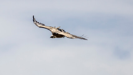  Griffon vulture in flight around Caire rock, Provence