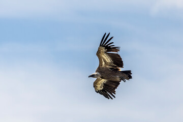  Griffon vulture in flight around Caire rock, Provence