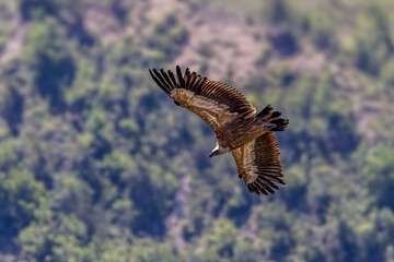  Griffon vulture in flight around Caire rock, Provence