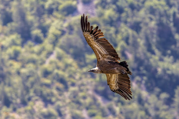  Griffon vulture in flight around Caire rock, Provence