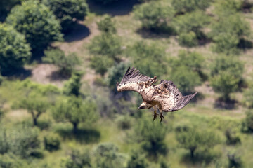  Griffon vulture in flight around Caire rock, Provence