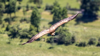  Griffon vulture in flight around Caire rock, Provence