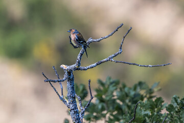  Hawfinch (Coccothraustes coccothraustes) perched on a dead tree singing