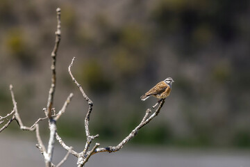  Hawfinch (Coccothraustes coccothraustes) perched on a dead tree singing