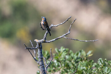  Hawfinch (Coccothraustes coccothraustes) perched on a dead tree singing