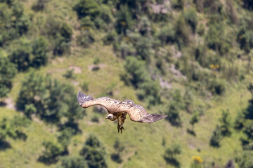  Griffon vulture in flight around Caire rock, Provence
