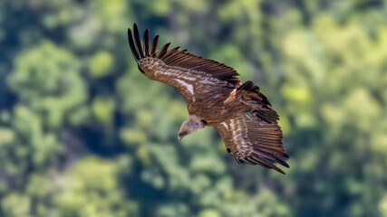  Griffon vulture in flight around Caire rock, Provence