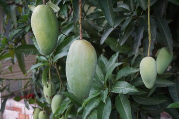 A bunch of green mangoes hanging on the tree, Unripe mangoes growing on a tree in the mango garden, Green citrus mangoes farming on rural area