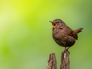 森の中で枯れ木に留まってさえずっているミソサザイ
