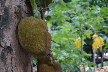 A bunch of jackfruit hanging on the tree, Closeup shot of growing jackfruit, tropical jackfruit...