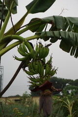 Bunch of green bananas hanging, unripe banana on banana tree