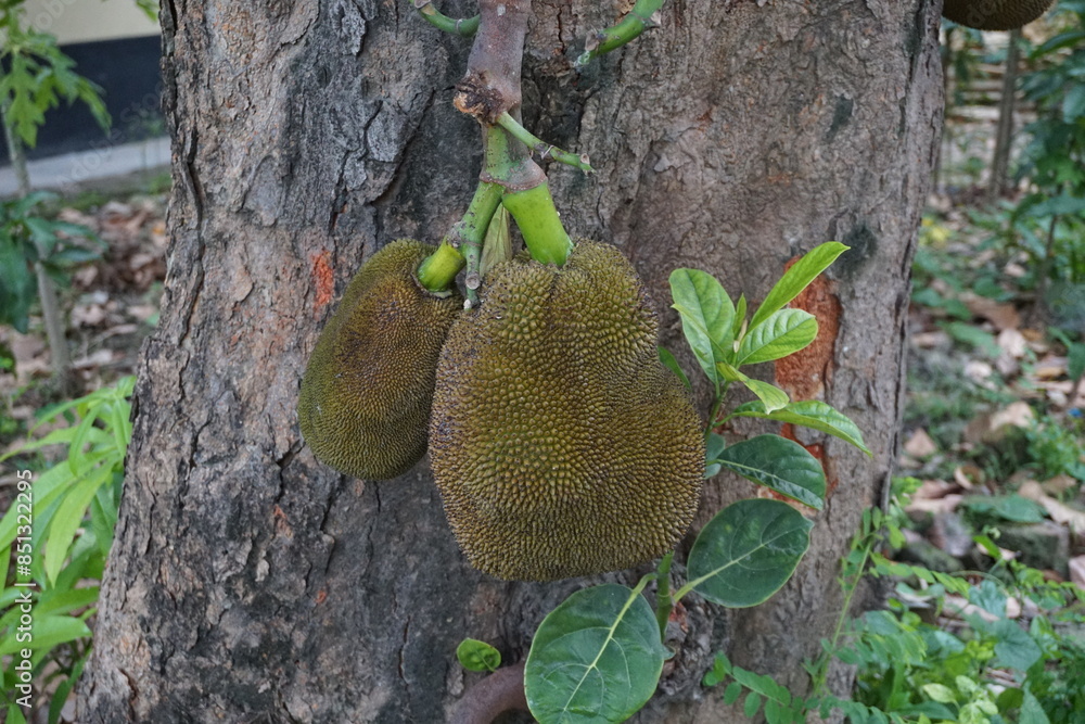 Wall mural a bunch of jackfruit hanging on the tree, closeup shot of growing jackfruit, tropical jackfruit farm