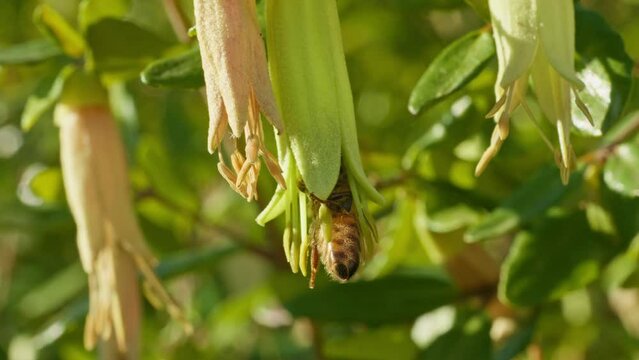 Bee in flower