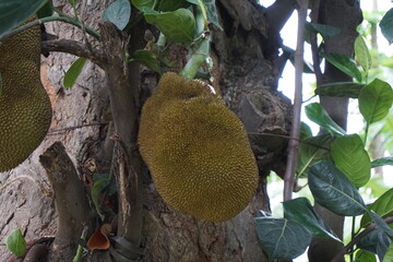 A bunch of jackfruit hanging on the tree, Closeup shot of growing jackfruit, tropical jackfruit...