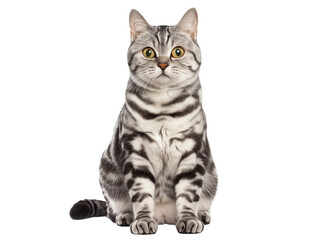 Fototapeta premium Full body shot of American Short hair cat, sitting, looking around curiously.