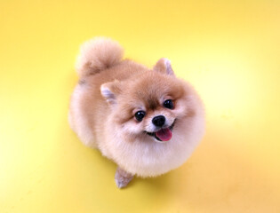 Pomeranian dog on yellow background.