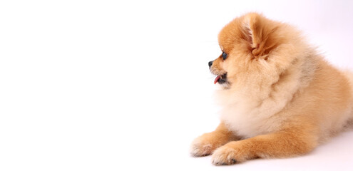 Pomeranian dog on white background.