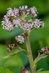 Close up of winter heliotrope (petasites pyrenaicus) flowers in bloom