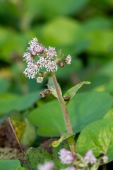 Close up of winter heliotrope (petasites pyrenaicus) flowers in bloom