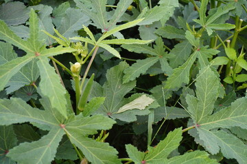 Fresh okra vegetables hanging on trees in rural farms, lady finger cultivation in rural fields, green bhindi harvesting on a huge quantity