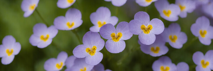 Obraz premium Closeup of forget-me-nots