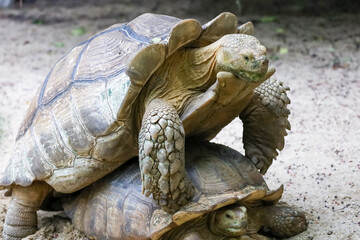 Naklejka premium Sulcata tortoise in the garden at thailand