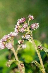 Close up of winter heliotrope (petasites pyrenaicus) flowers in bloom
