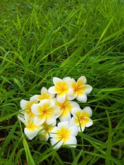 frangipani flower in the garden