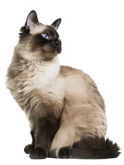 Full body shot of Balinese cat, sitting,  looking around curiously.