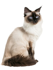 Full body shot of Balinese cat, sitting,  looking around curiously.