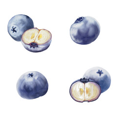 watercolor of blueberry for decorate your artwork.