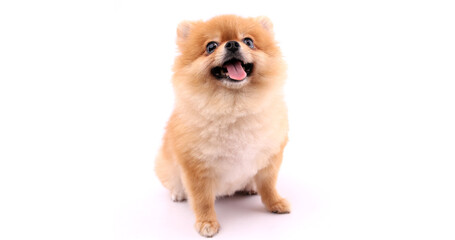 Pomeranian dog on white background.