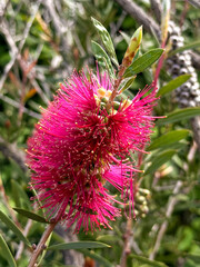 Callistemon Perth Pink flowering plant, Rose Bottlebrush, flower and foliage