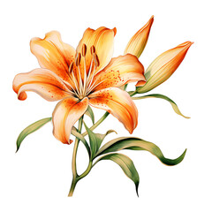 Fototapeta premium Water color lily flower on blank white background