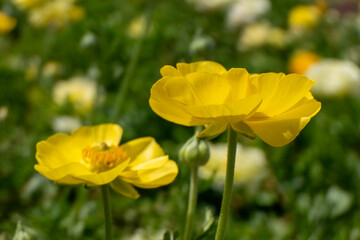 close-up of yellow Ranunculus Buttercups flowers in full bloom