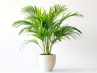Fototapeta premium A potted areca palm in a stylish white pot, modern decor, isolated on white background