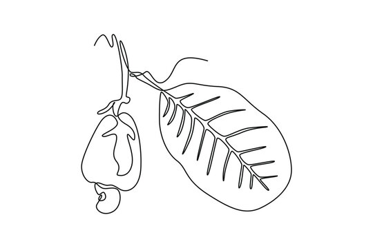 Single continuous line drawing whole healthy organic cashew apple on stack tree for orchard logo identity. Fresh Brazilian caju for fruit garden icon. One line draw graphic design vector illustration