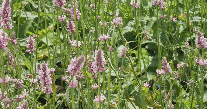 Zimmermannsbienen (Xylocopa violacea) ern&auml;hren sich vom Nektar rosa Betonie-Bl&uuml;ten (Betonica officinalis) an hohen Stielen mit zinnenf&ouml;rmigem gr&uuml;nem Laub