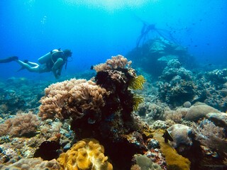 diver and reef