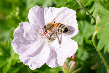 Bestäubung eines Blut-Storchschnabels