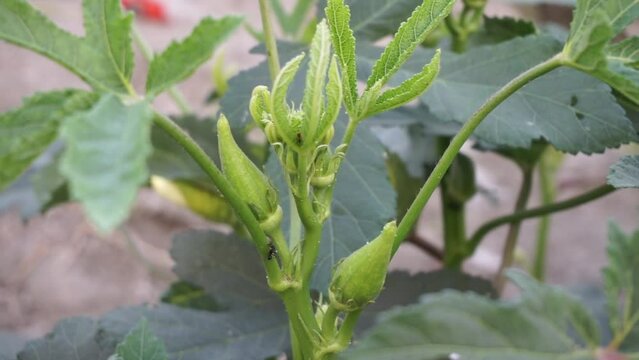 Closeup shot of Okra growing from flowers in an okra field, Ladyfingers cultivation in a rural farm, Fresh Bhindi produce in a rural area